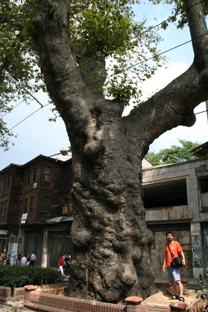 イスタンブールで見つけた巨木