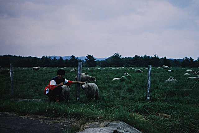 小岩井農場で羊とたわむれる