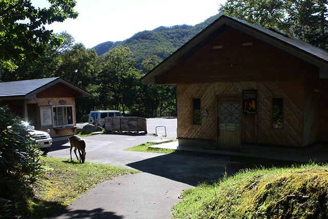 北海道のキャンプ場では鹿が現れることも