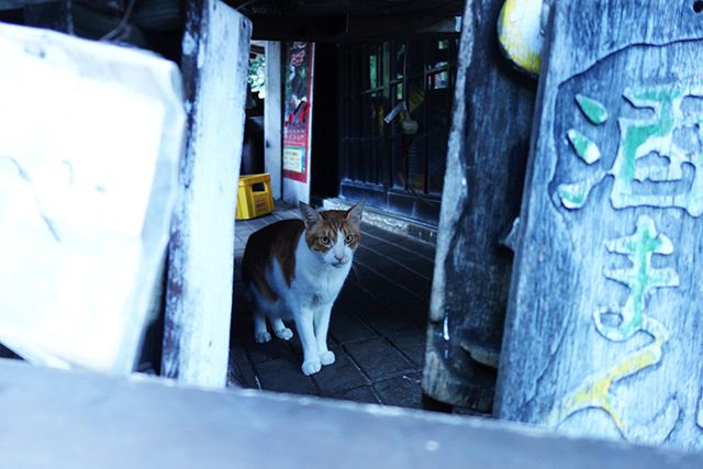 うろうろする野良猫