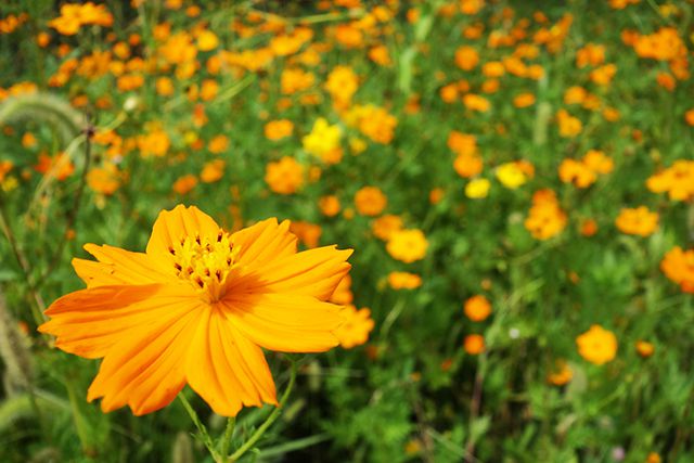 町角のお花畑