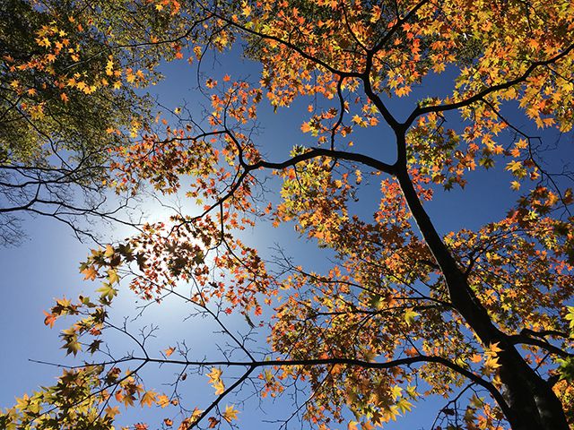 今年は紅葉が遅い