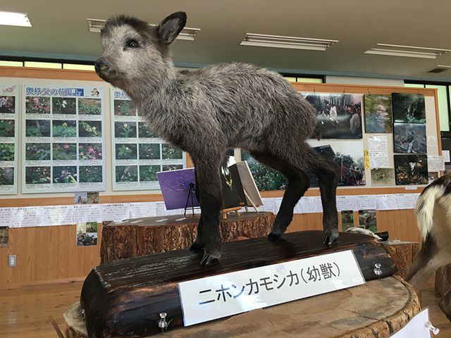 野生動物の剥製