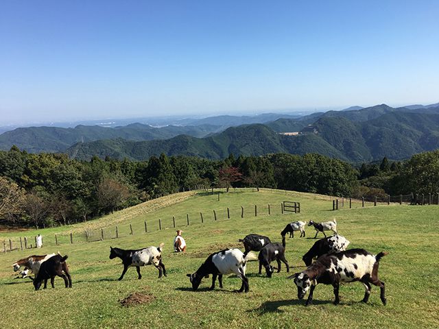 羊の群れ