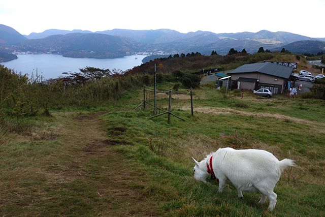 パノラマ絶景とヤギ