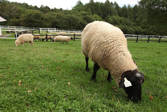 牧場で羊と触れ合う