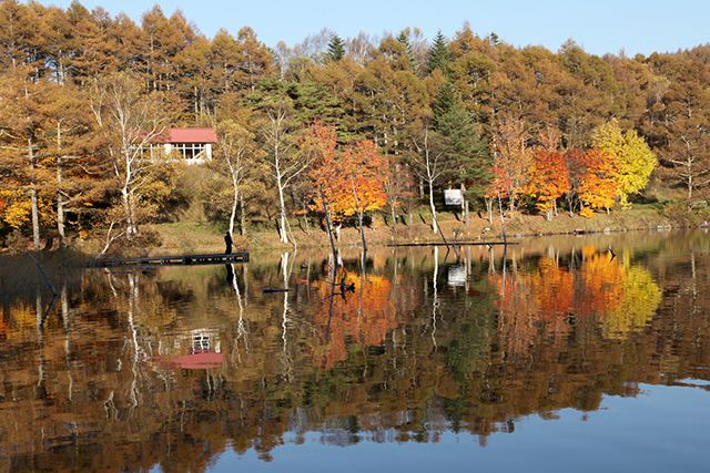 鮮やかな紅葉