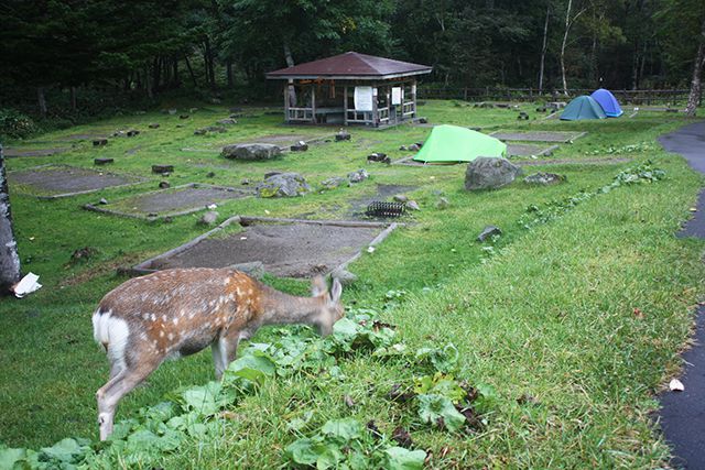 羅臼温泉野営場