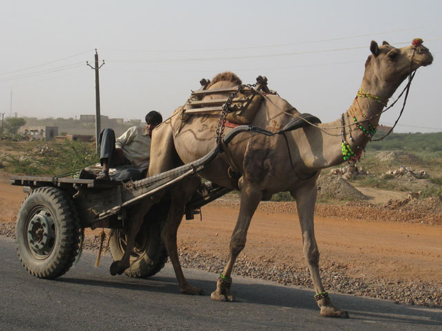 ラクダの荷車