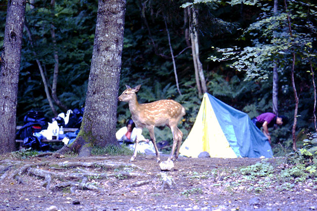 羅臼のキャンプ場に鹿が現れた