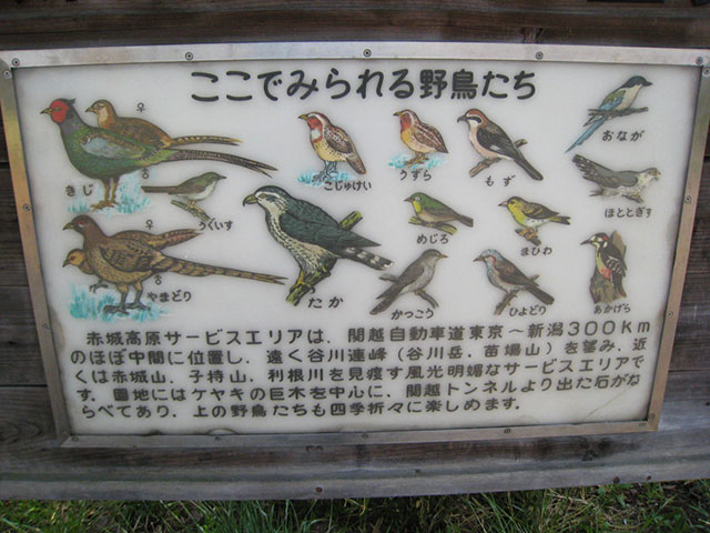 赤城高原SA下りではたくさんの野鳥が見られるという