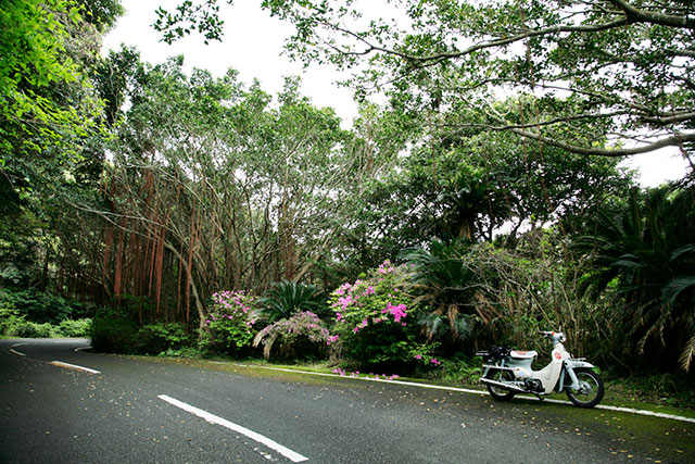 亜熱帯の風景