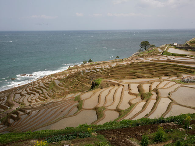 白米千枚田