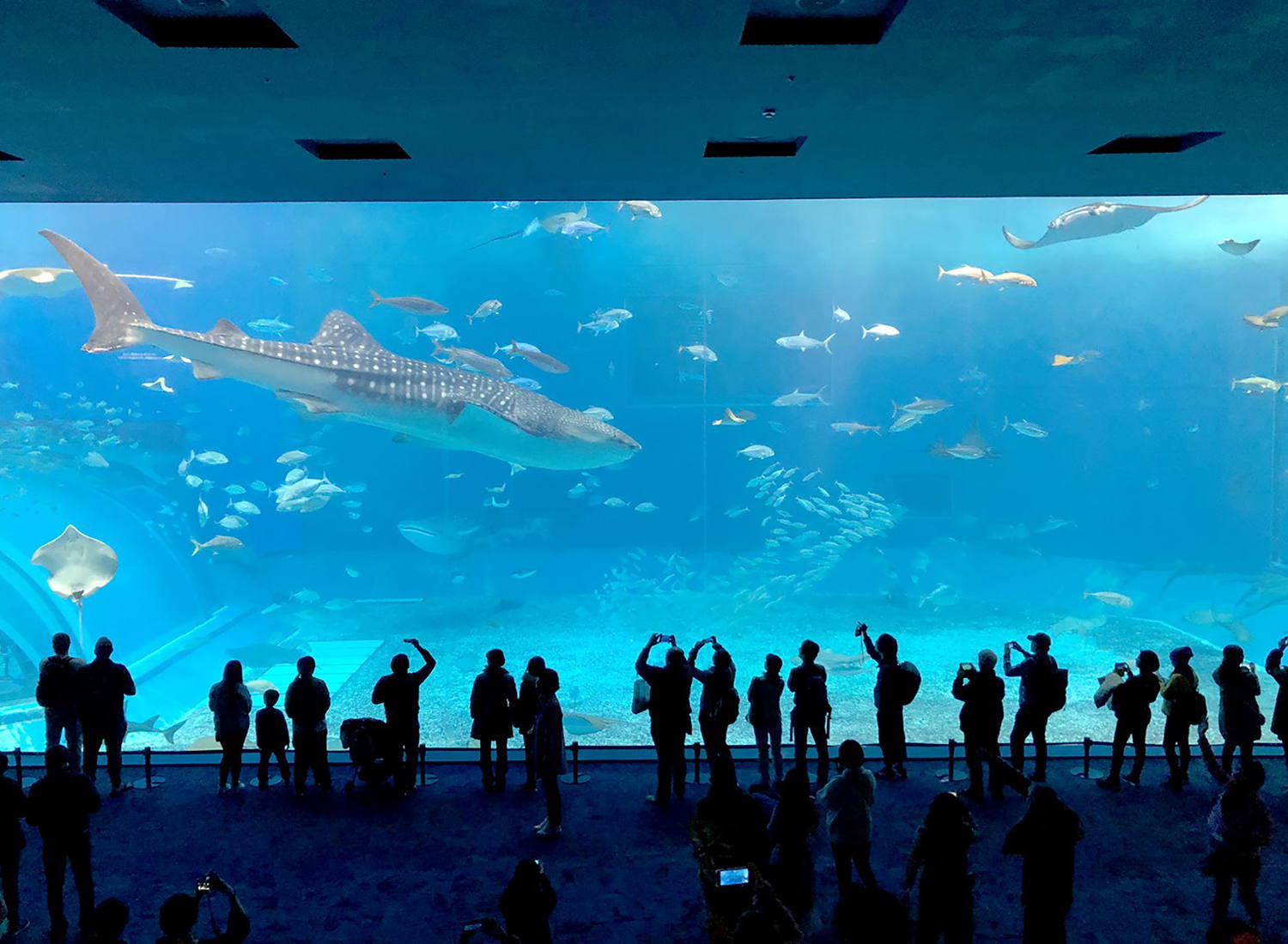 美ら海水族館