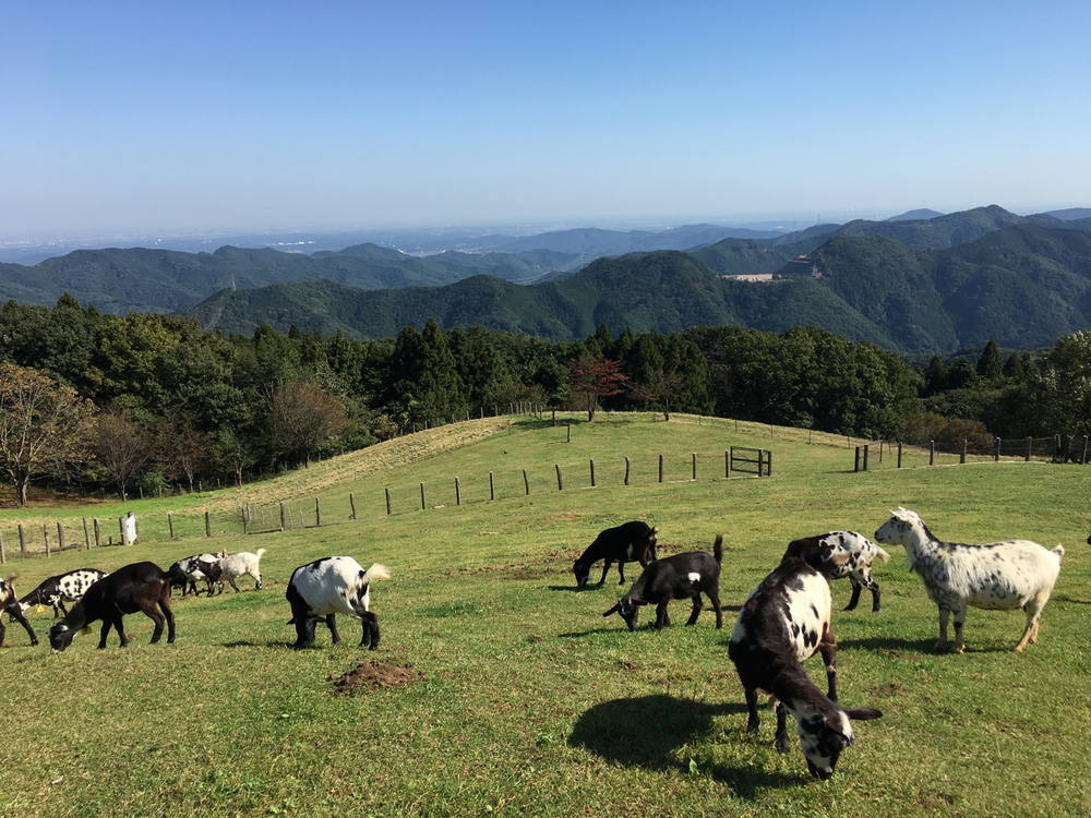 秩父高原牧場の山羊たち