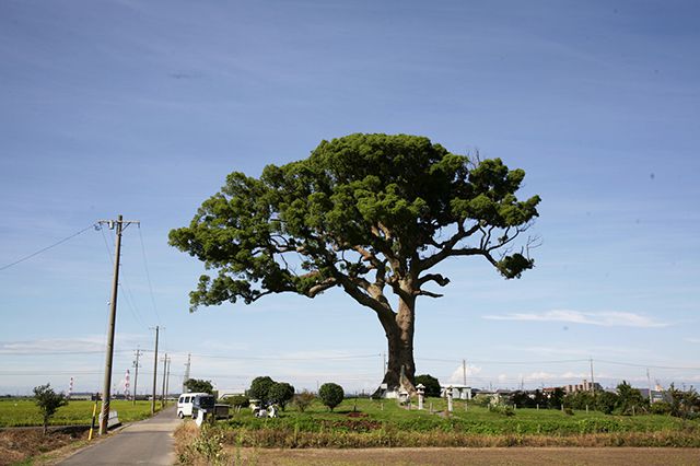 長太の大楠