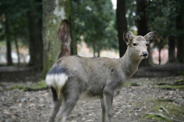 奈良公園のシカ