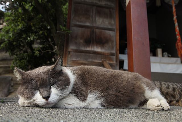 野良猫がのんびり寝ていた