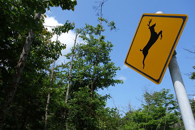 鹿飛び出し注意の標識