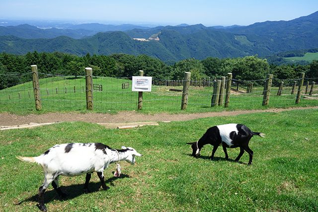 高原牧場の山羊