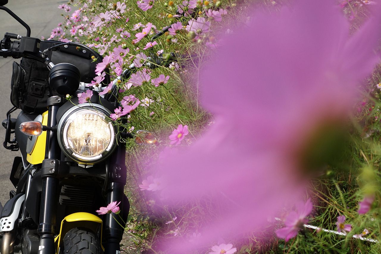 季節の花とスクランブラー