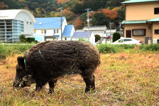 オモシロイ動物