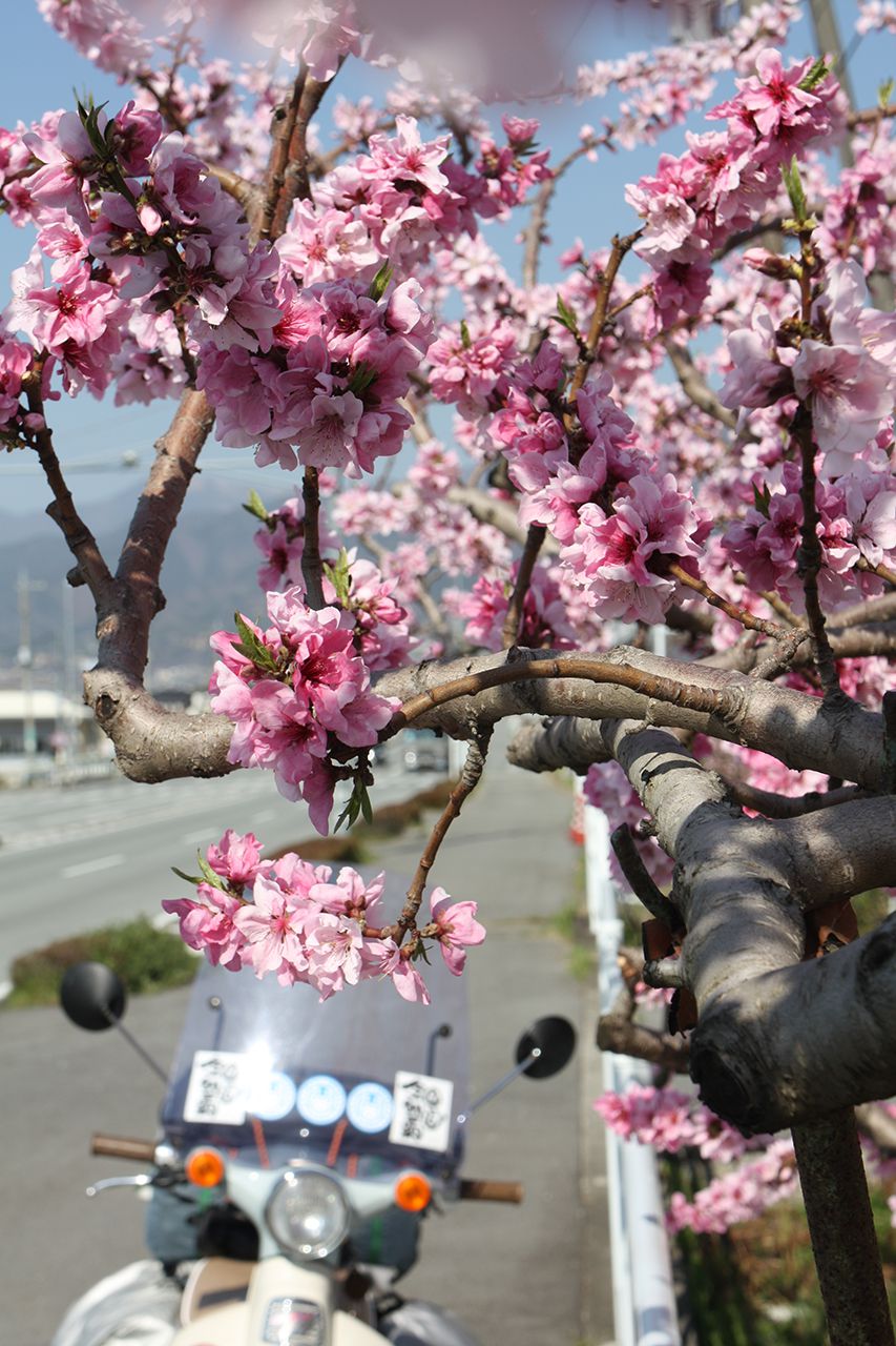 桜