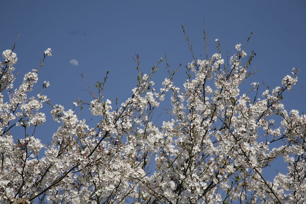 青空と桜