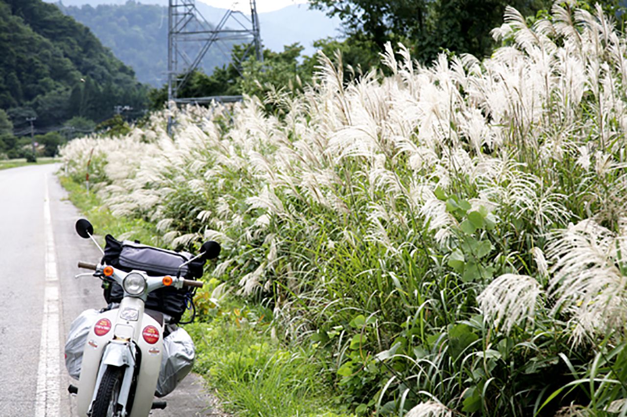 ススキが揺れる道