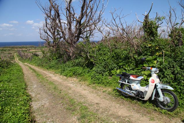 山道を散策