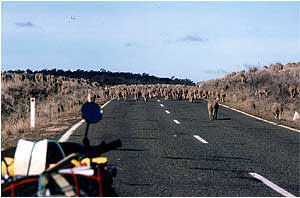 もの凄い数の羊が道路を横断