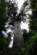 カウリの木で最も大きいとされるタネ・マフタ