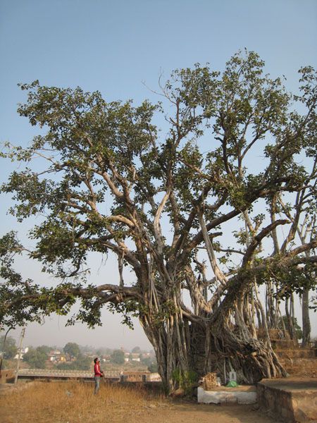 オルチャ遺跡の中で見つけた巨木