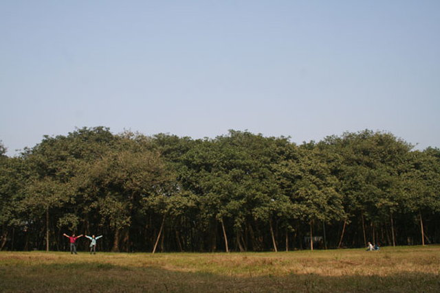 バニヤンの木
